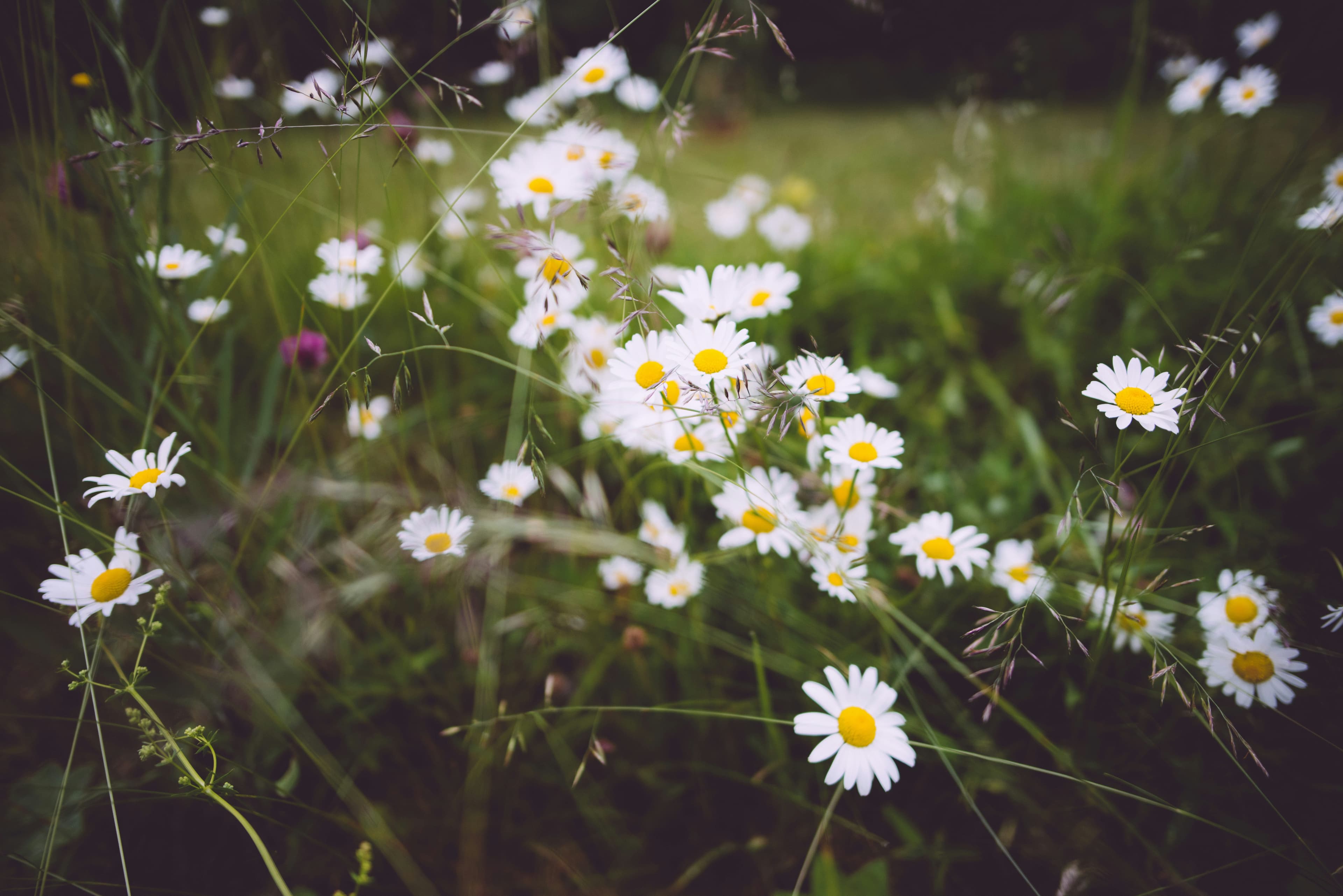 Swedish flowers